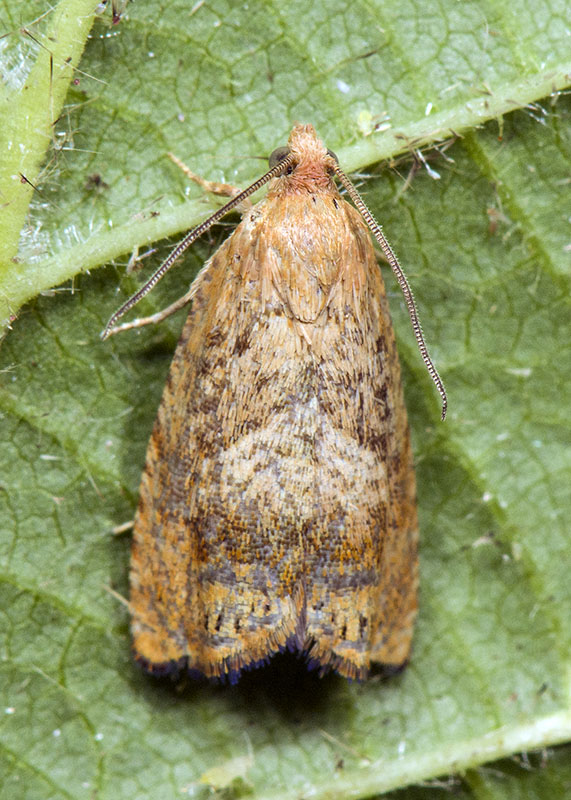 Tortricidae: Cydia amplana